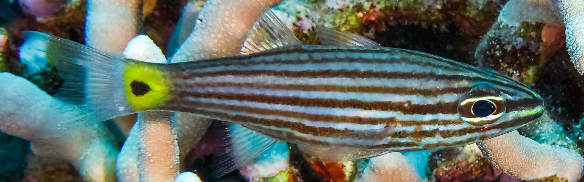 Talbot's Cardinalfish